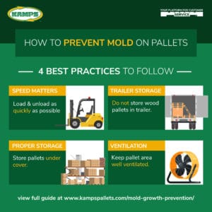 How to prevent mold - 4 tips to follow