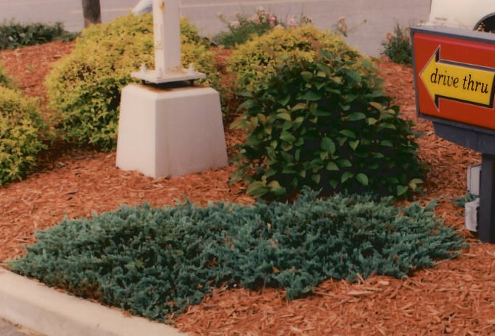 Kamps Colored Mulch featured at a national fast-food chain location.