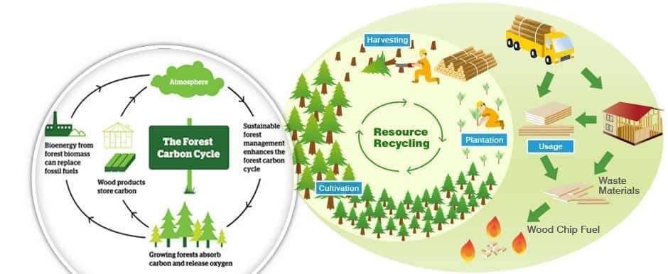 Common Myths About Forests And Lumber