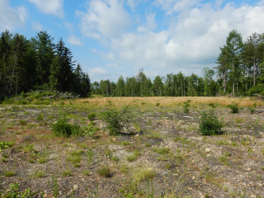 A panoramic view of a field with no trees and a forest in the distance