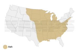 Map of United States with a region highlighted showing where Ash trees grow natively.