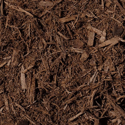 up-close shot of brown hardwood bark